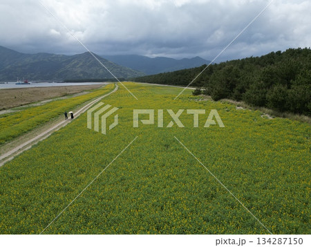 東串良町柏原海岸沿いのルーピン花畑の空撮 東串良町柏原海岸沿いのルーピン花畑の空撮 134287150