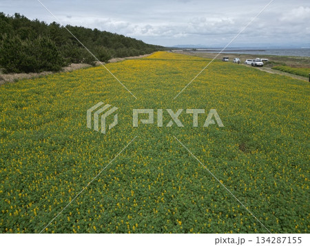 永遠と続く柏原海岸沿いのルーピン花畑の空撮 134287155