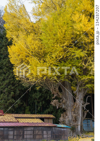 黄葉したイチョウ　丸森の大銀杏　宮城県　丸森町 134287207