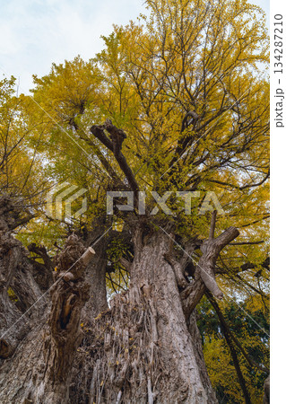 黄葉したイチョウ　丸森の大銀杏　宮城県　丸森町 134287210