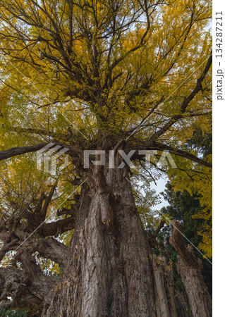 黄葉したイチョウ　丸森の大銀杏　宮城県　丸森町 134287211