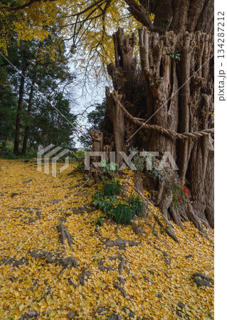 黄葉したイチョウ　丸森の大銀杏　宮城県　丸森町 134287212