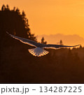 自由と成功のイメージ（夕焼け空を舞う海鳥（カモメ）と輝くリムライト）文字入れスペース_16:9 134287225