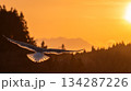 自由と成功のイメージ（夕焼け空を舞う海鳥（カモメ）と輝くリムライト）文字入れスペース_正方形 134287226
