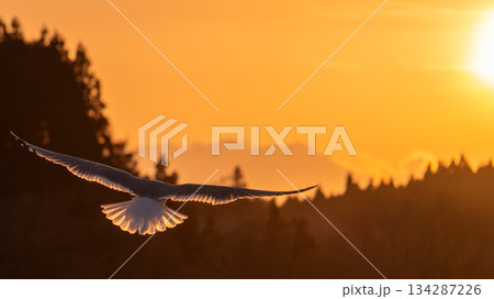 自由と成功のイメージ(夕焼け空を舞う海鳥(カモメ)と輝くリムライト)文字入れスペース_正方形 自由と成功のイメージ(夕焼け空を舞う海鳥(カモメ)と輝くリムライト)文字入れスペース_正方形 134287226