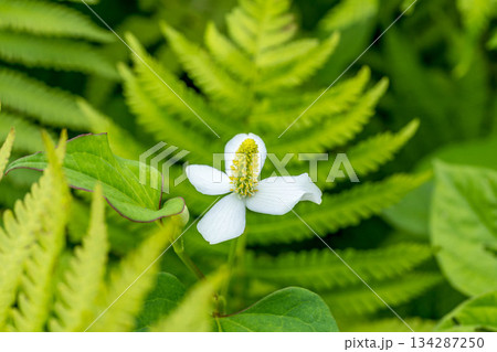 初夏の日差しと蕺(ドクダミ)の花 134287250