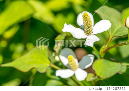 初夏の日差しと蕺(ドクダミ)の花 初夏の日差しと蕺(ドクダミ)の花 134287251