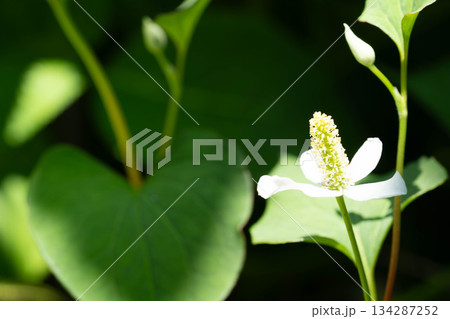 初夏の日差しと蕺(ドクダミ)の花 134287252
