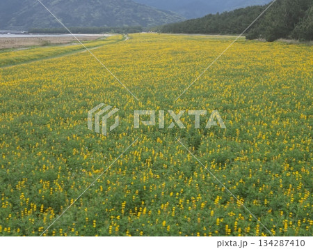 柏原海岸沿いのルーピン花畑の空撮 134287410