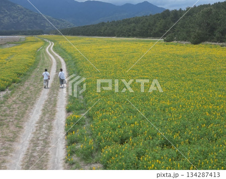柏原海岸沿いのルーピン花畑を歩くカップルの空撮 柏原海岸沿いのルーピン花畑を歩くカップルの空撮 134287413