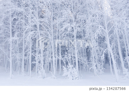 White snow-covered trees in frost and snow are a winter background. The nature of the Krasnoyarsk territory in Russia, the magical forest. High quality photo White snow-covered trees in frost and snow are a winter background. The nature of the Krasnoyarsk territory in Russia, the magical forest. High quality photo 134287566