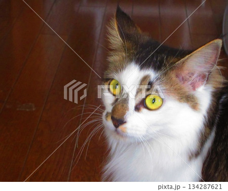 縞三毛猫のかわいらしい姿 134287621