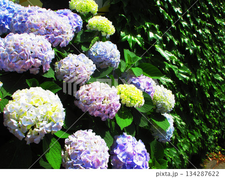 満開のセイヨウアジサイの風景 134287622