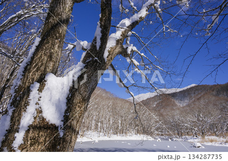 雪の積もった木 雪の積もった木 134287735