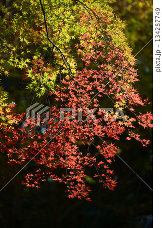 秋の下鴨神社 境内の紅葉 京都市左京区 秋の下鴨神社 境内の紅葉 京都市左京区 134287749