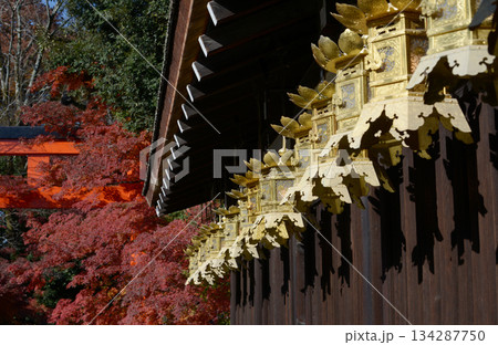 秋の下鴨神社 三井神社の吊り灯籠 京都市左京区 秋の下鴨神社 三井神社の吊り灯籠 京都市左京区 134287750