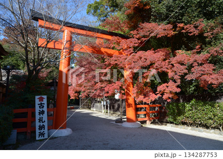 秋の下鴨神社 西鳥居と紅葉 京都市左京区 秋の下鴨神社 西鳥居と紅葉 京都市左京区 134287753