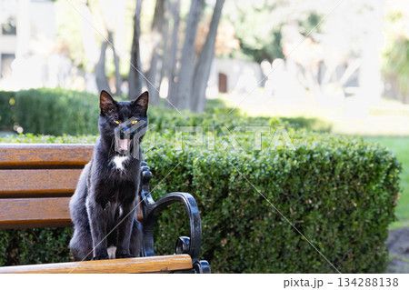 トルコイスタンブールトプカプ宮殿の黒猫 134288138