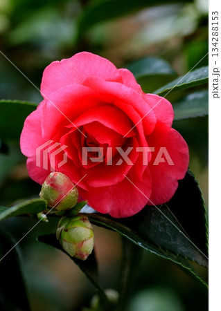 赤い寒椿の花 134288153