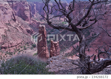 スパイダーロック上部と枯木・キャニオン・デ・チェリー 134288172