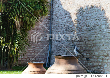 トルコイスタンブールトプカプ宮殿のズキンガラス 134288391