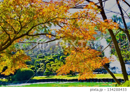 紅葉したもみじ 134288433