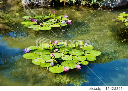 池に浮かぶ蓮の花 134288434