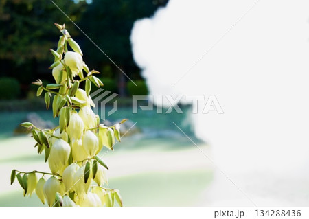 温泉に咲く植物 134288436