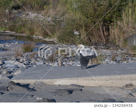 羽を広げたアオサギ 134288438