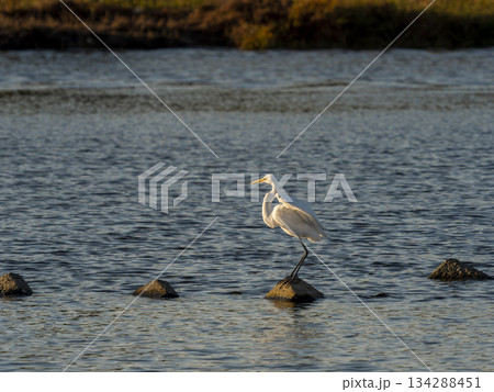 川のブロックに立つダイサギ 川のブロックに立つダイサギ 134288451