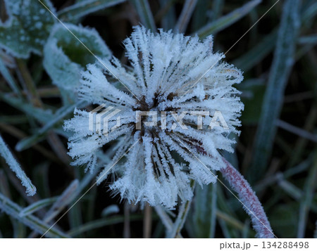 霜のついたタンポポの種子 134288498
