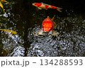 Red koi fish swimming peacefully in a clear pond surrounded by green leaves and water reflections 134288593