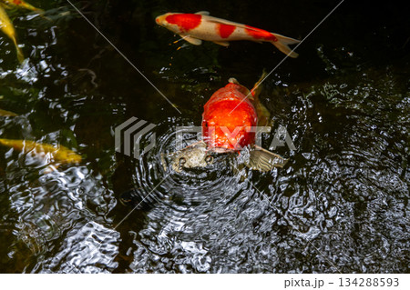 Red koi fish swimming peacefully in a clear pond surrounded by green leaves and water reflections Red koi fish swimming peacefully in a clear pond surrounded by green leaves and water reflections 134288593