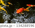 Gold koi fish swimming peacefully in a garden pond with clear water and natural surroundings 134288596