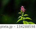Pink and green flower with soft white petals blooming in a spring garden closeup 134288598