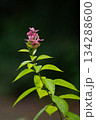 Pink and green flower with soft white petals blooming in a spring garden closeup 134288600