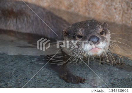 動物園のアイドル コツメカワウソ 動物園のアイドル コツメカワウソ 134288601