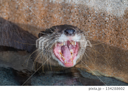 動物園のアイドル　コツメカワウソ 134288602