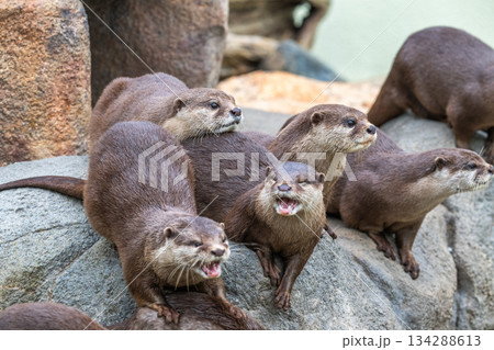 動物園のアイドル コツメカワウソ 動物園のアイドル コツメカワウソ 134288613