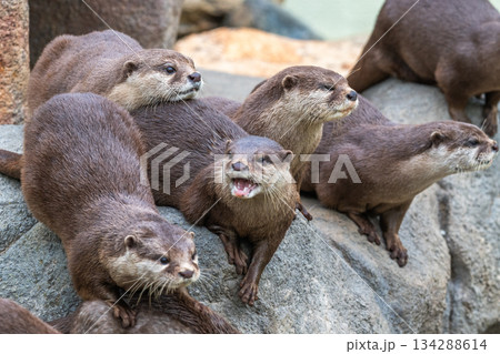 動物園のアイドル コツメカワウソ 動物園のアイドル コツメカワウソ 134288614