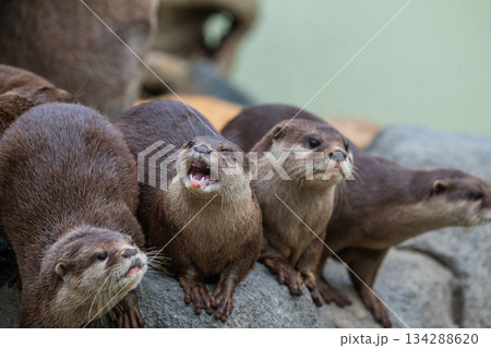 動物園のアイドル　コツメカワウソ 134288620