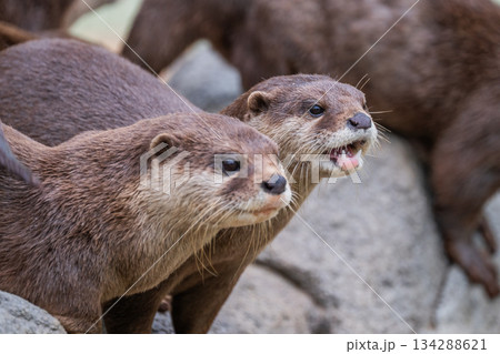 動物園のアイドル　コツメカワウソ 134288621