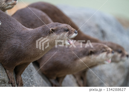 動物園のアイドル コツメカワウソ 動物園のアイドル コツメカワウソ 134288627