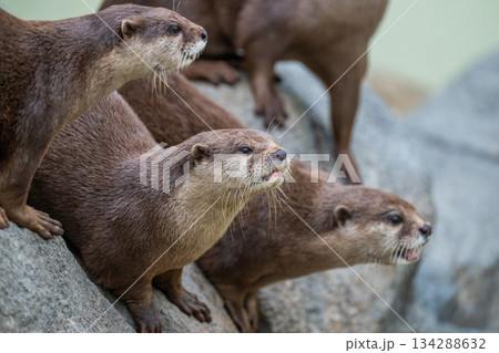 動物園のアイドル　コツメカワウソ 134288632