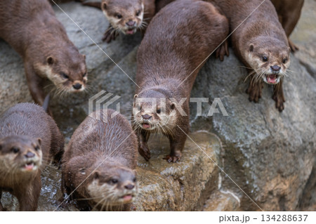 動物園のアイドル コツメカワウソ 動物園のアイドル コツメカワウソ 134288637