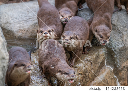 動物園のアイドル コツメカワウソ 動物園のアイドル コツメカワウソ 134288638