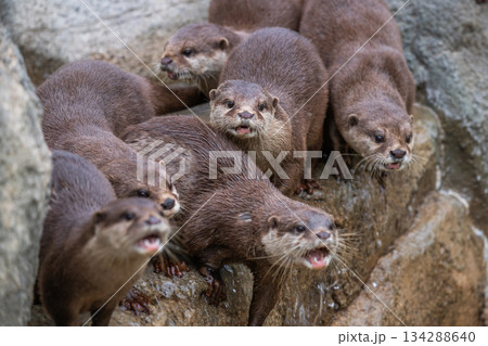 動物園のアイドル コツメカワウソ 動物園のアイドル コツメカワウソ 134288640