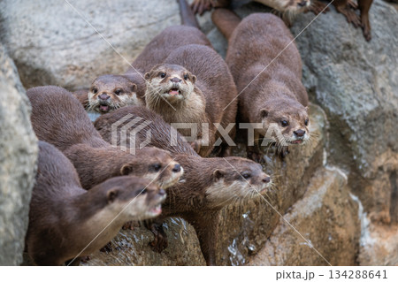 動物園のアイドル　コツメカワウソ 134288641