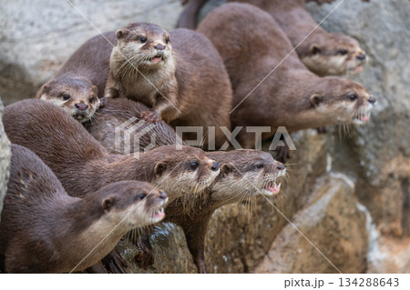 動物園のアイドル　コツメカワウソ 134288643