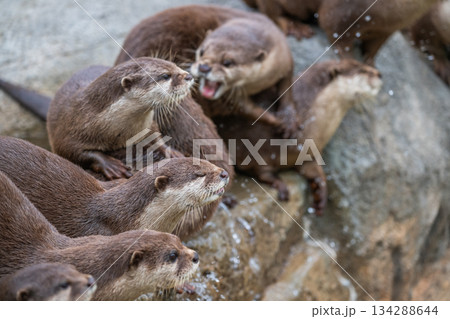 動物園のアイドル　コツメカワウソ 134288644